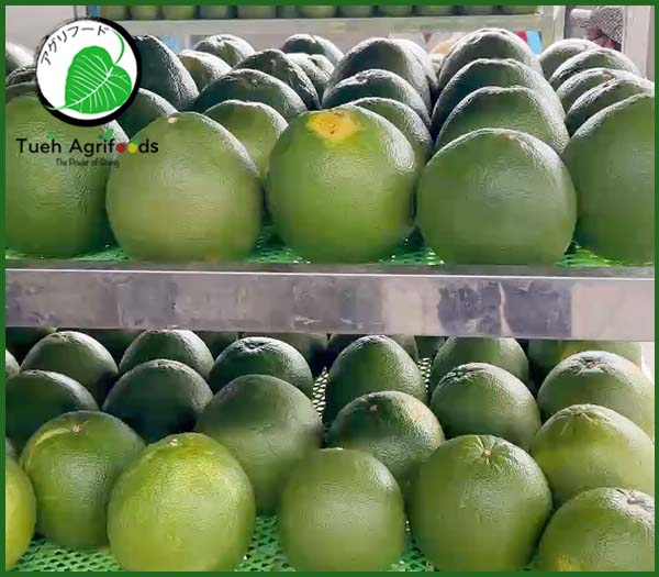 <b>TUE HUONG EXIMPORT CO., LTD</b><b>