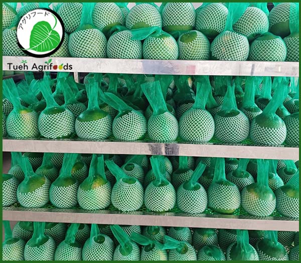 <b>TUE HUONG EXIMPORT CO., LTD</b><b>