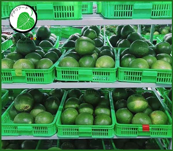 <b>TUE HUONG EXIMPORT CO., LTD</b><b>