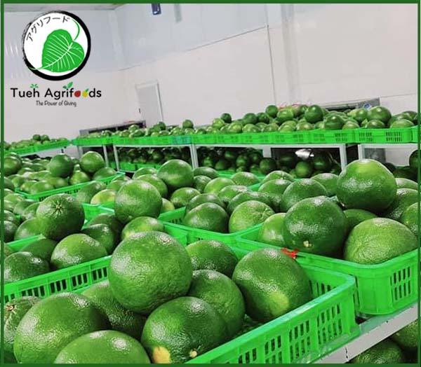 <b>TUE HUONG EXIMPORT CO., LTD</b><b>