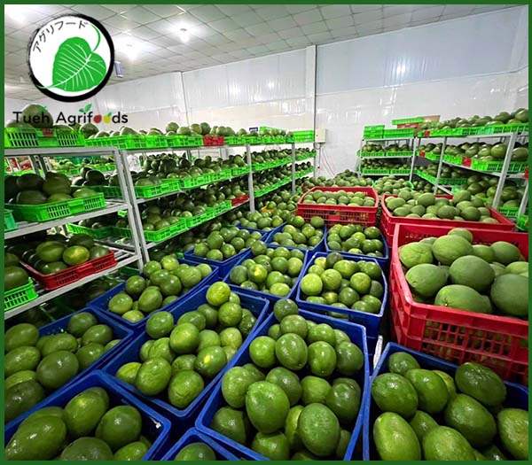 <b>TUE HUONG EXIMPORT CO., LTD</b><b>