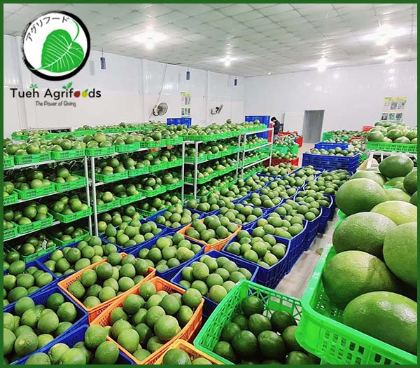 <b>TUE HUONG EXIMPORT CO., LTD</b><b>