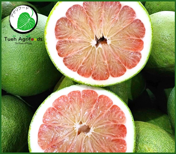 <b>TUE HUONG EXIMPORT CO., LTD</b><b>