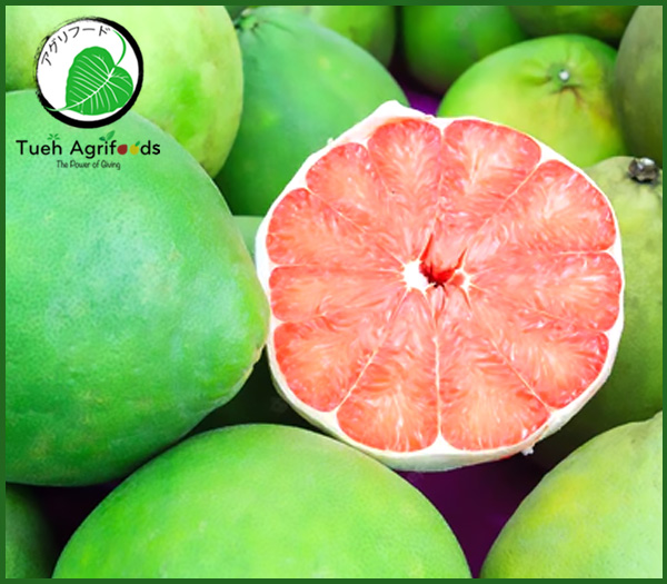 <b>TUE HUONG EXIMPORT CO., LTD</b><b>