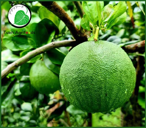 <b>TUE HUONG EXIMPORT CO., LTD</b><b>