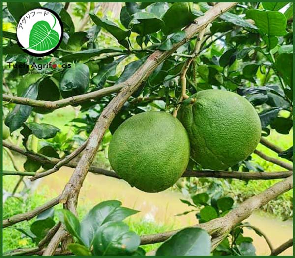 <b>TUE HUONG EXIMPORT CO., LTD</b><b>