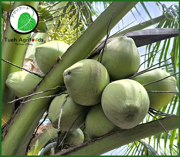 Fresh coconut